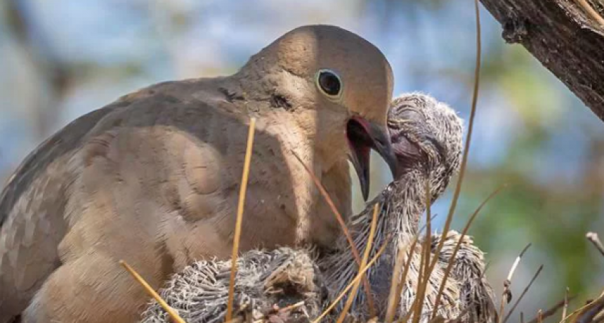 El Senado declaró plaga a la paloma ante los reiterados perjuicios en campos y ciudades