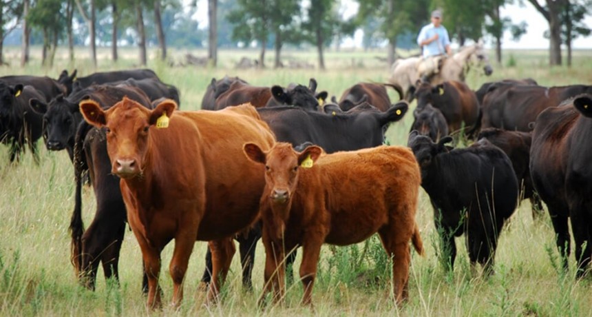 Un productor de Santo Domingo denuncio el robo de más de 100 animales